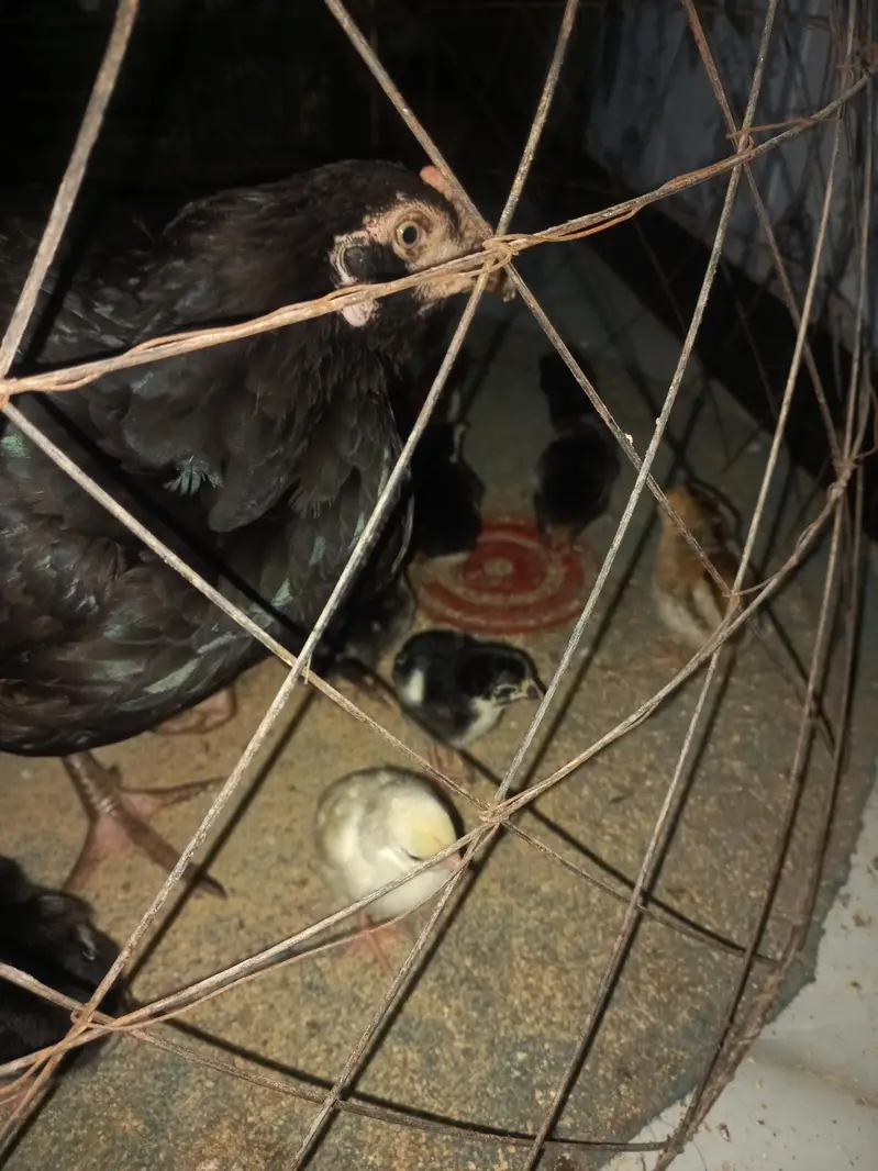 Thai galwa aseel chick for sale — photo 8