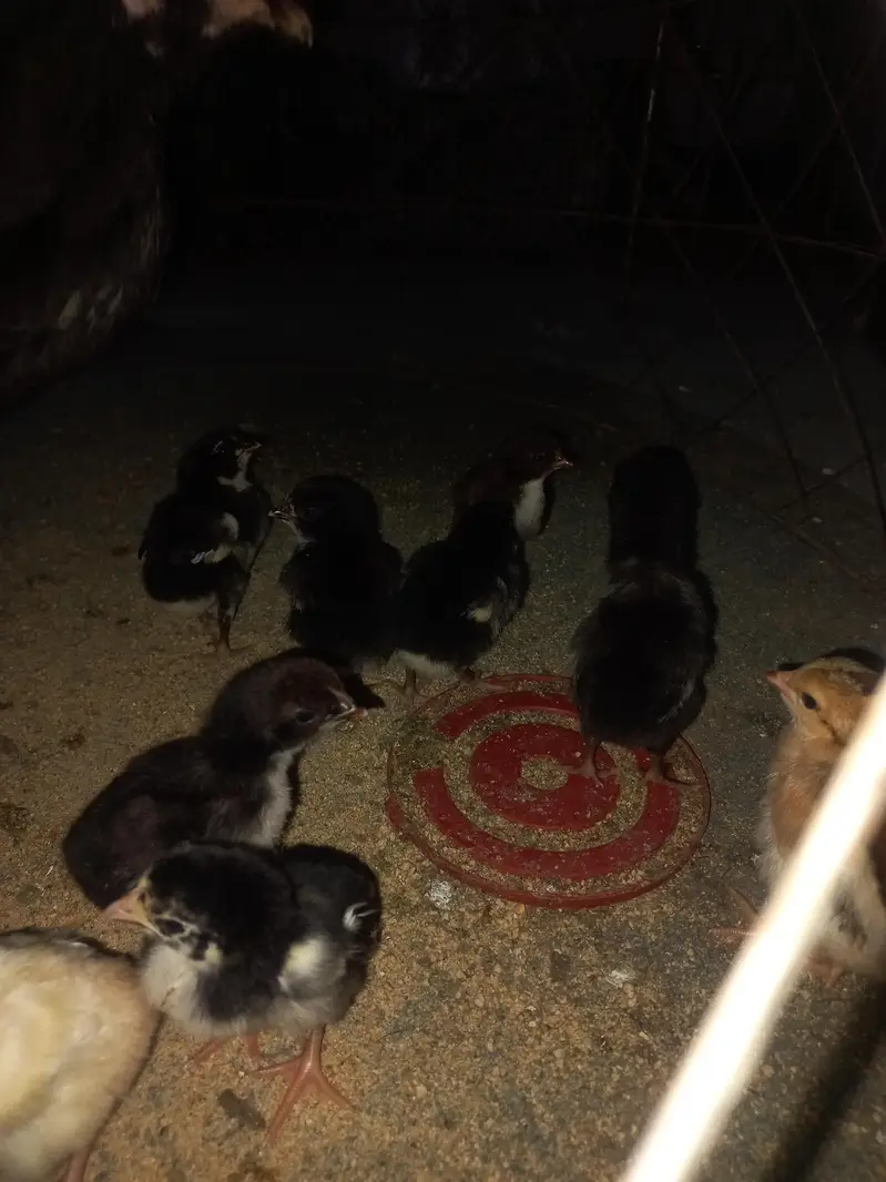 Thai galwa aseel chick for sale — photo 9