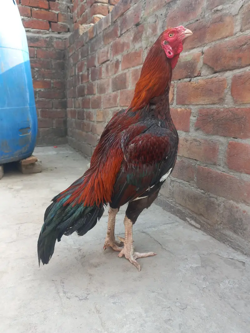Thai galwa aseel chick for sale — photo 10