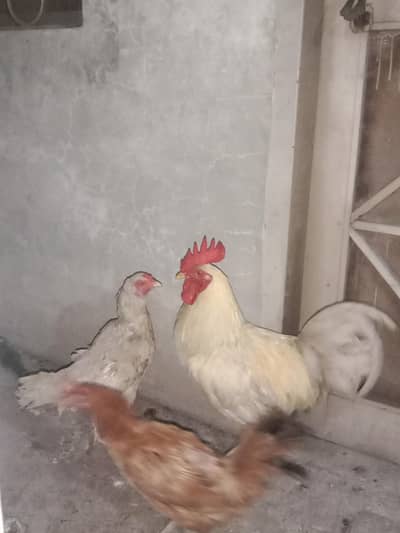 Desi hen