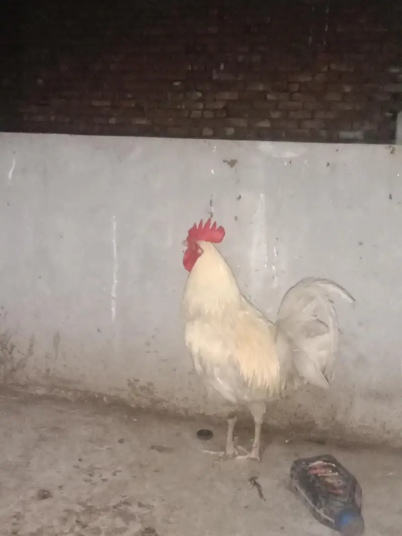 Desi hen — photo 2