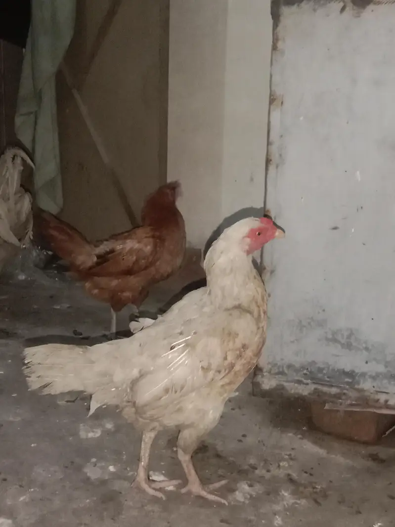 Desi hen — photo 3