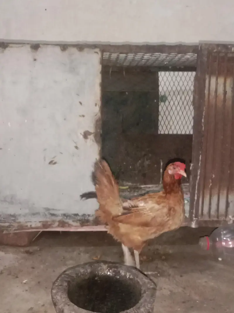 Desi hen — photo 4