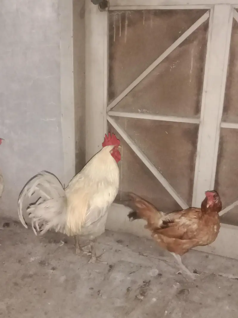 Desi hen — photo 5