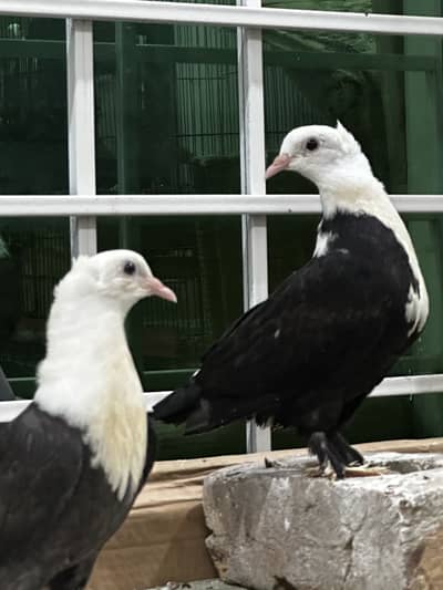 Karbalai ( chotidar)