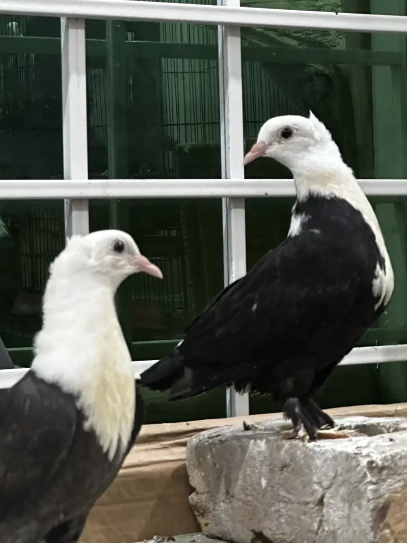 Karbalai ( chotidar)