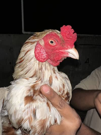 Mashallah - Mianwali cheena Aseel murga for Sale zero size