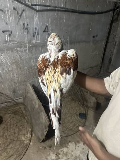 Mashallah - Mianwali cheena Aseel murga for Sale zero size