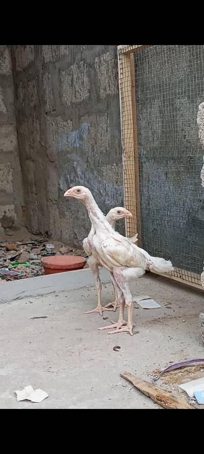 white shamo pahtty
