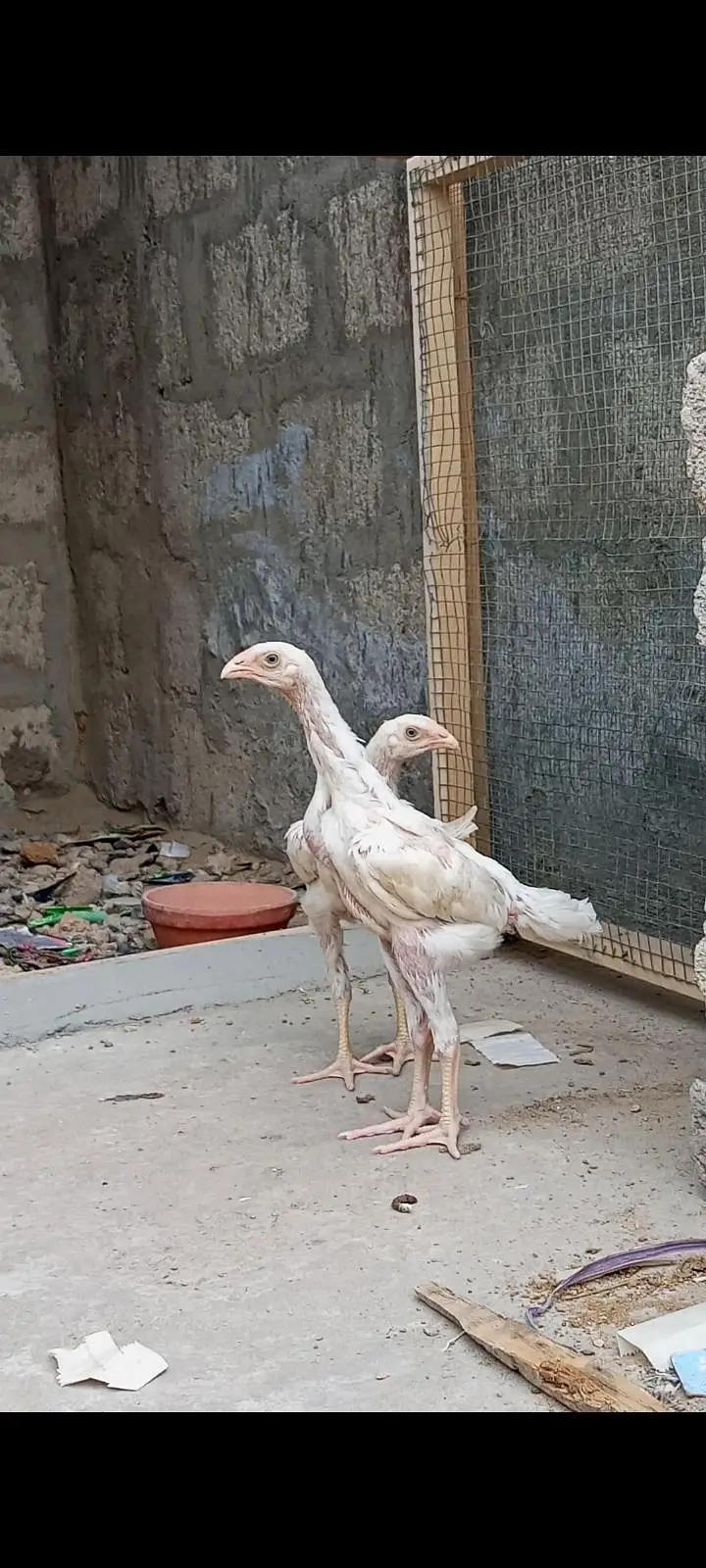 white shamo pahtty