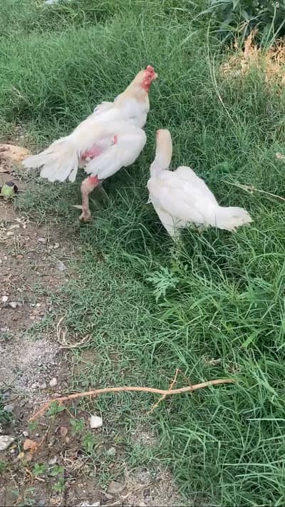 For sale