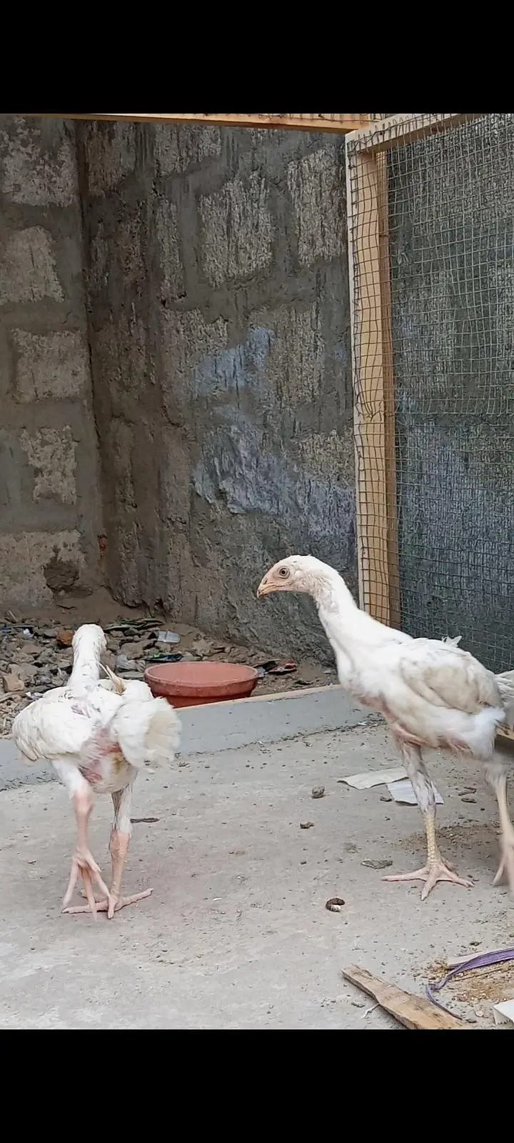 white shamo pahtty — photo 3