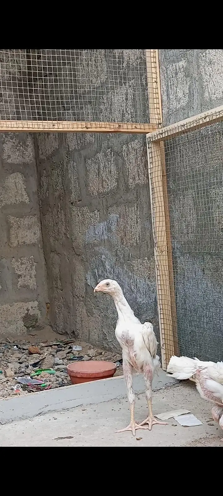 white shamo pahtty — photo 4