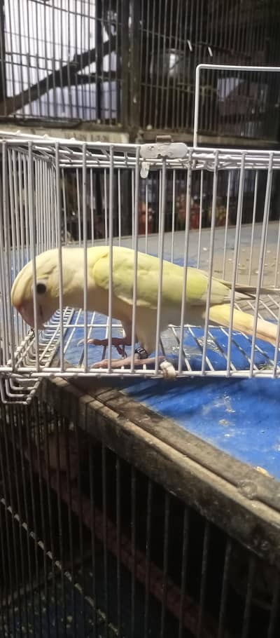 moon chick conure male