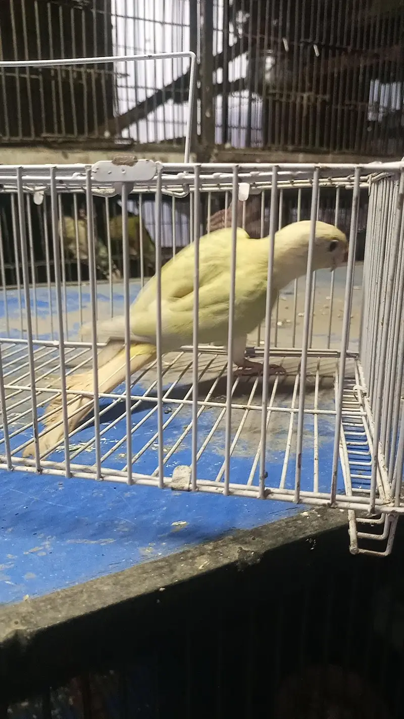 moon chick conure male — photo 2