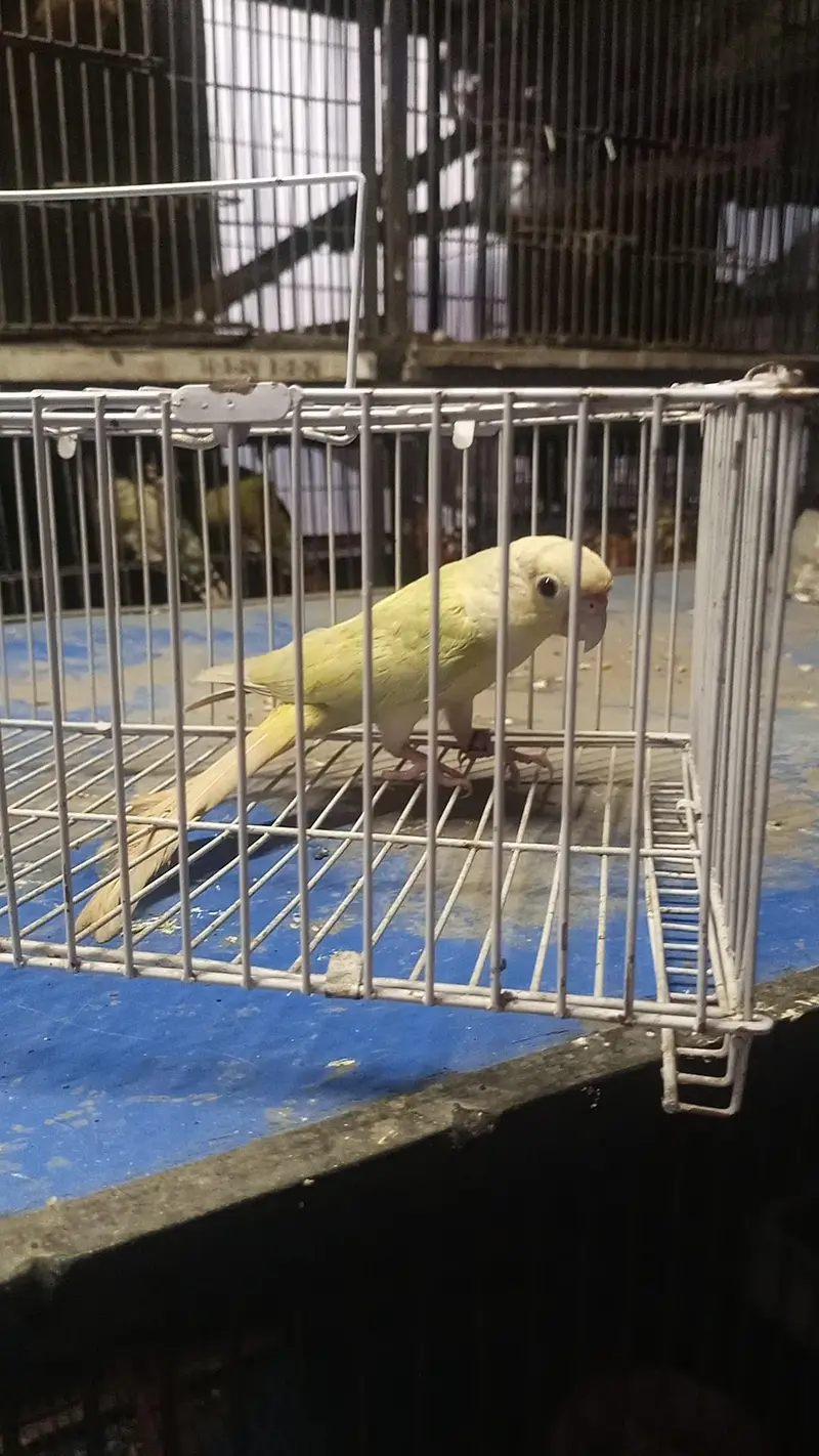 moon chick conure male — photo 3