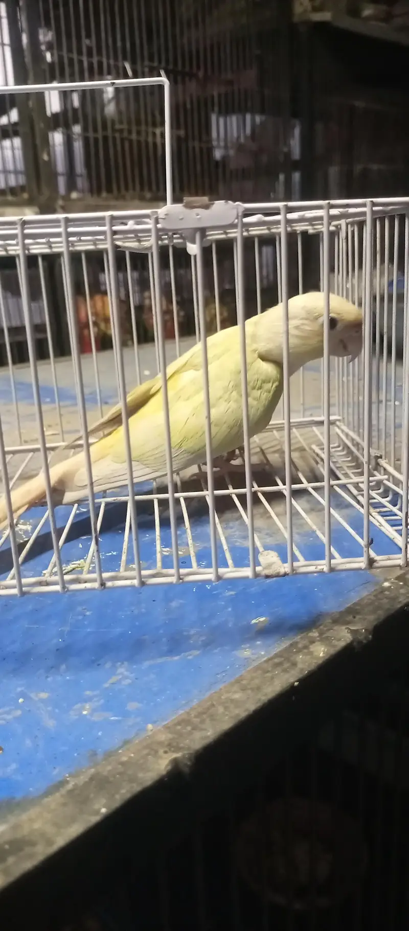 moon chick conure male — photo 4