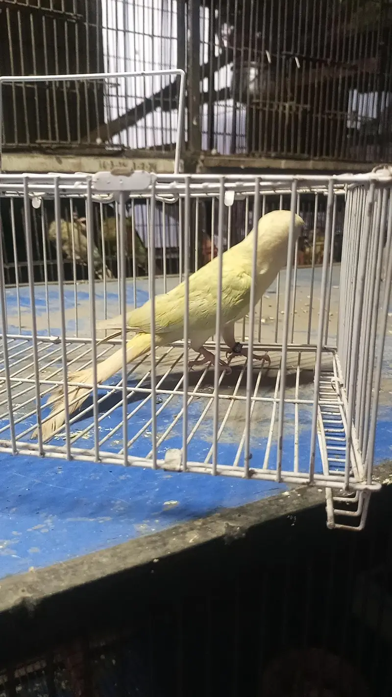 moon chick conure male — photo 5