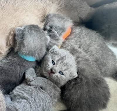 British Shorthair Kittens New Born Available For Booking