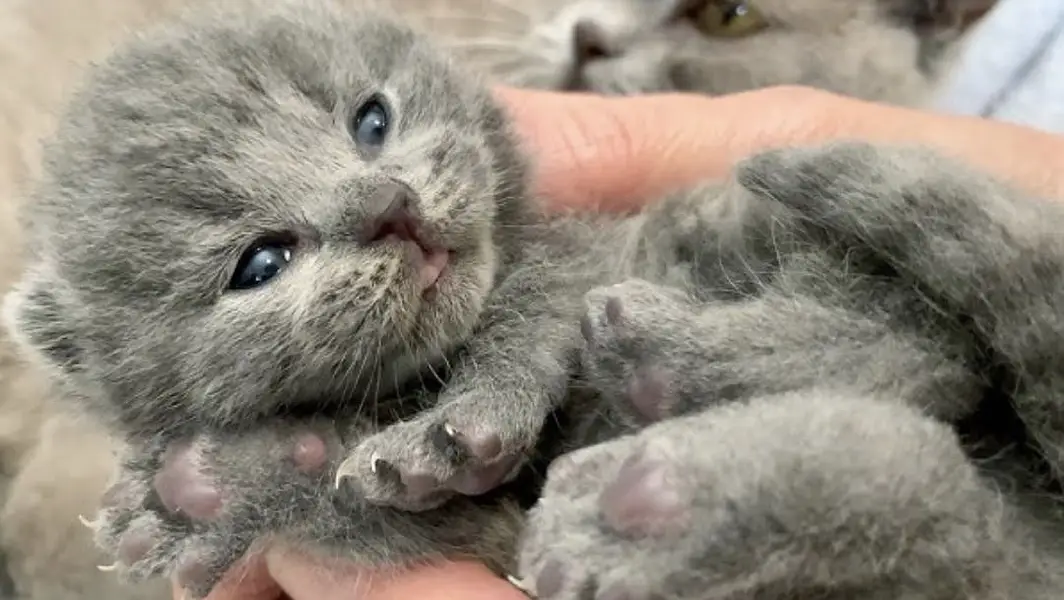 British Shorthair Kittens New Born Available For Booking — photo 2