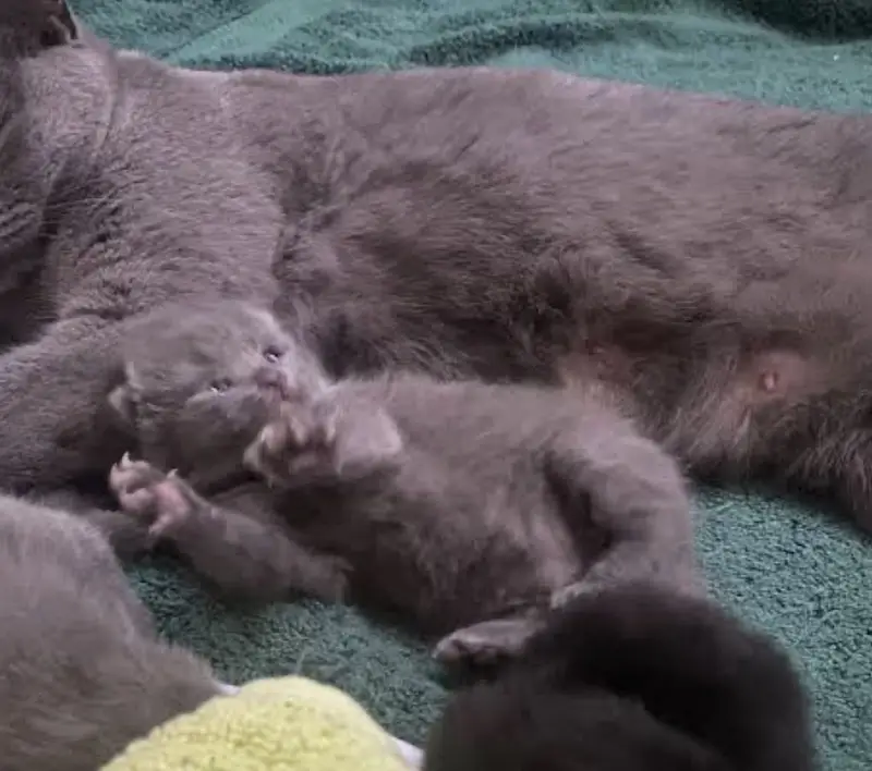 British Shorthair Kittens New Born Available For Booking — photo 3