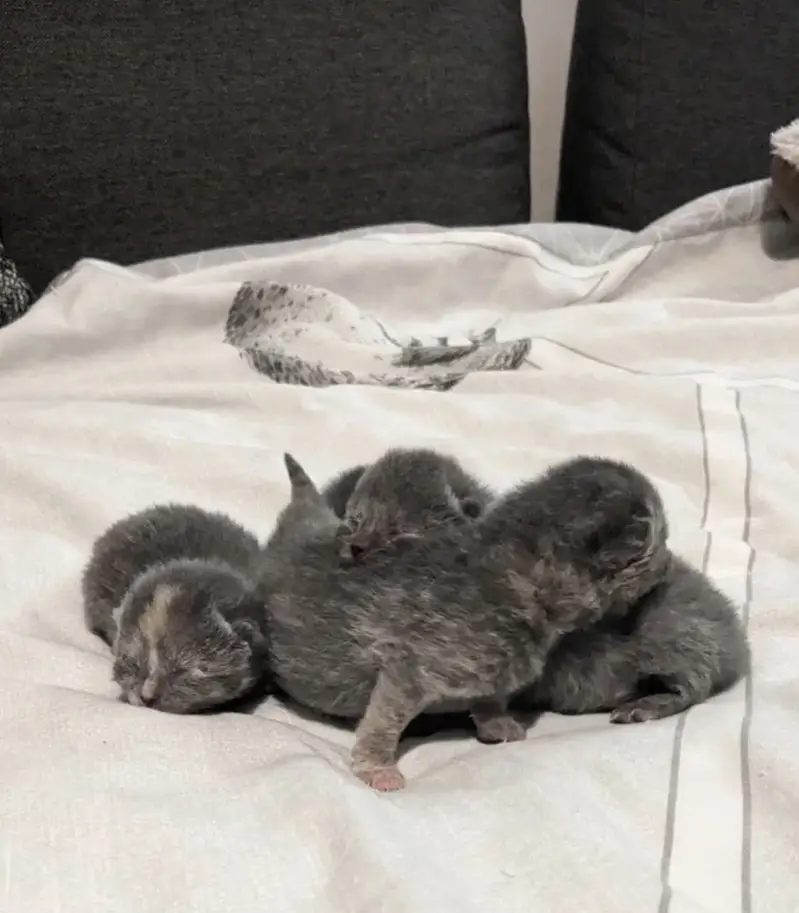 British Shorthair Kittens New Born Available For Booking — photo 4