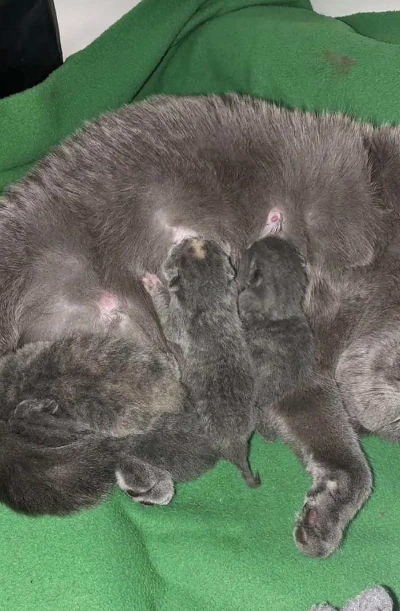 British Shorthair Kittens New Born Available For Booking — photo 5
