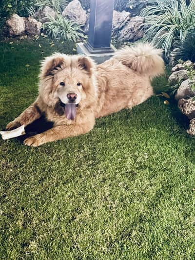 chow chow male puppy available