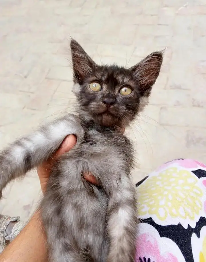 female kitten grey