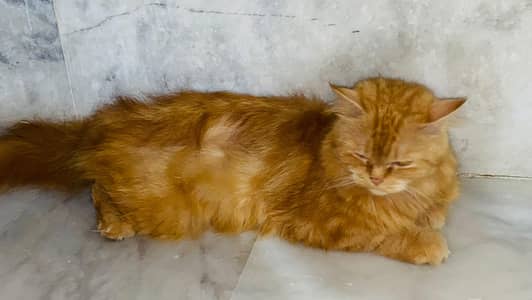 brown cat