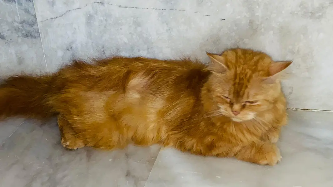 brown cat