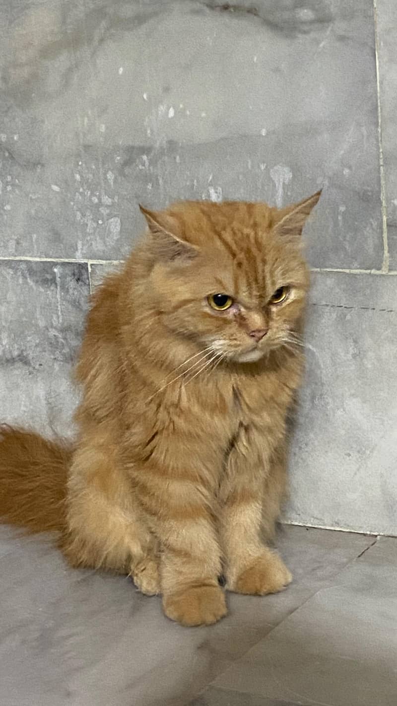 brown cat 1