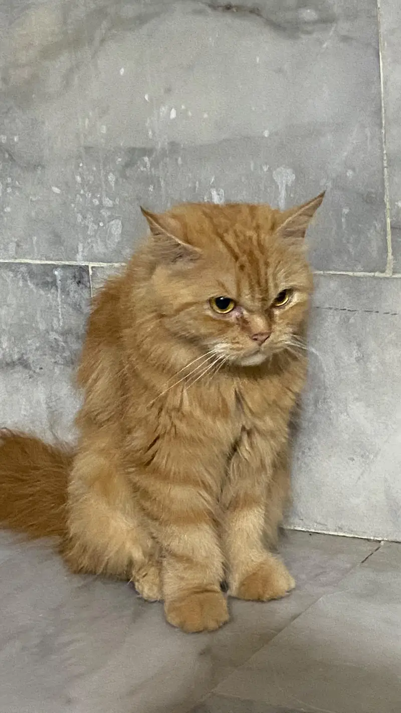 brown cat — photo 2