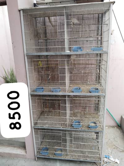 3 cages Hain 4 pair hai albino k ek pair 2000 ka ha urgent sale
