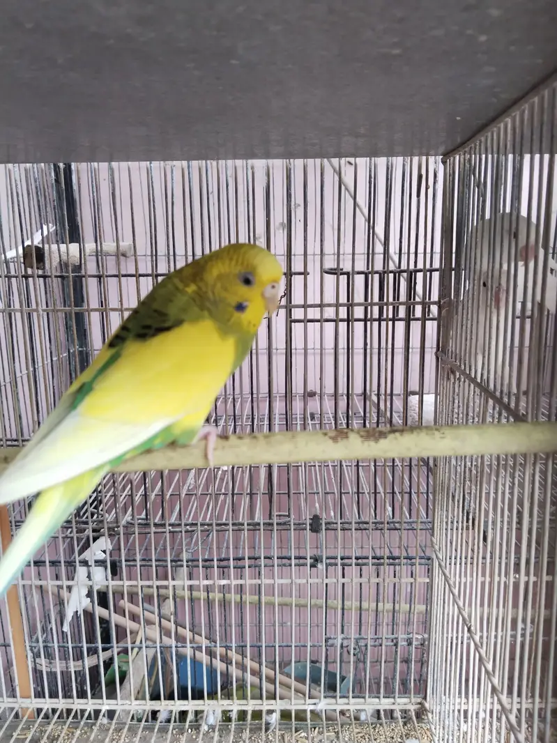 3 cages Hain 4 pair hai albino k ek pair 2000 ka ha urgent sale — photo 3