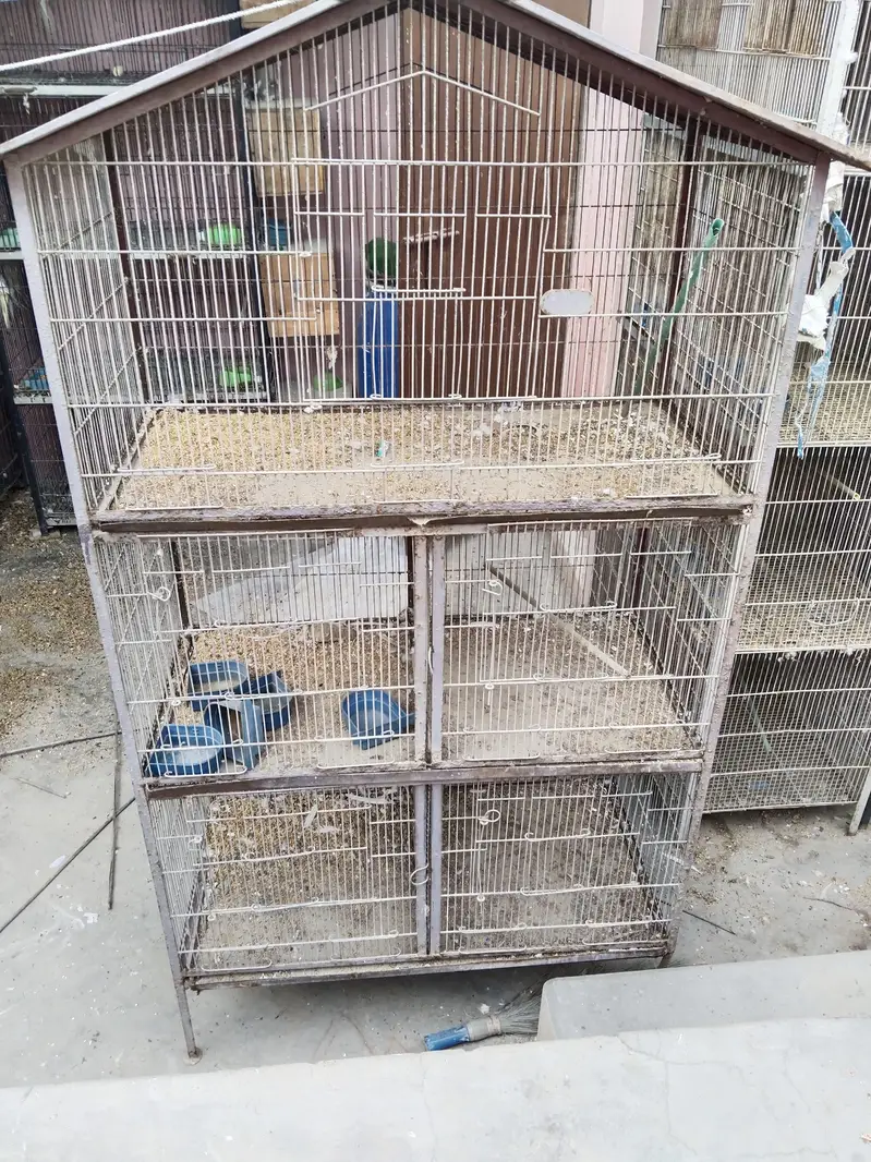 3 cages Hain 4 pair hai albino k ek pair 2000 ka ha urgent sale — photo 5