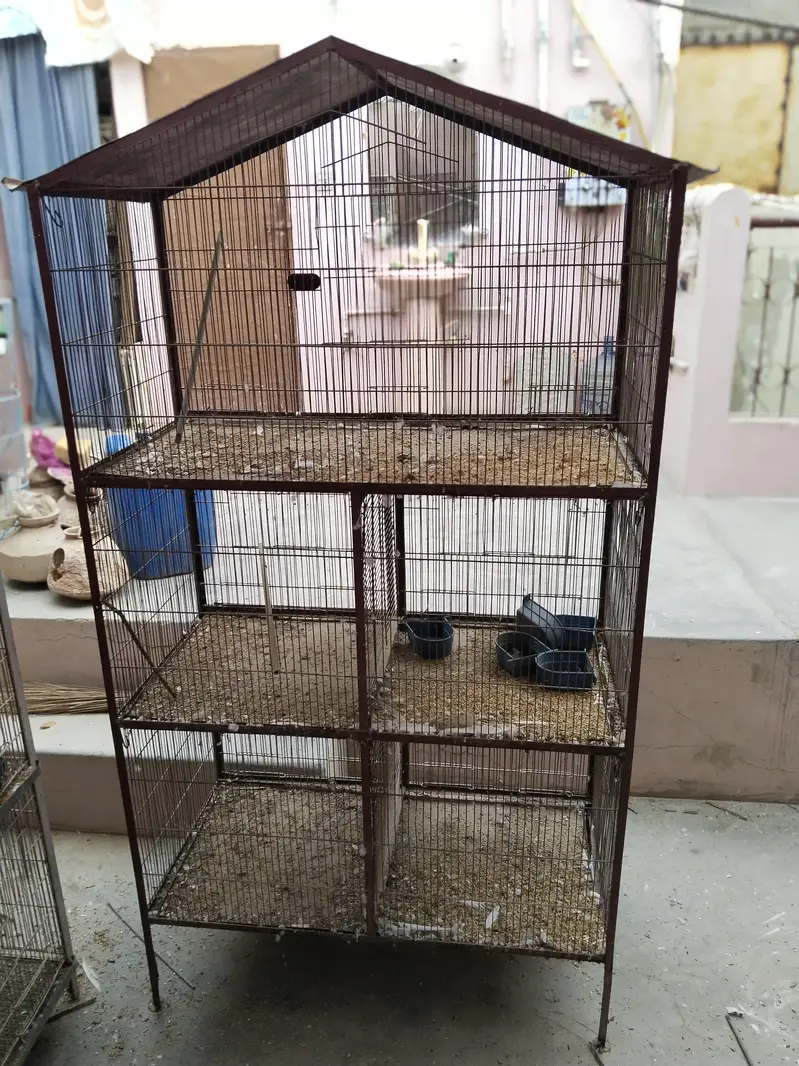 3 cages Hain 4 pair hai albino k ek pair 2000 ka ha urgent sale — photo 7