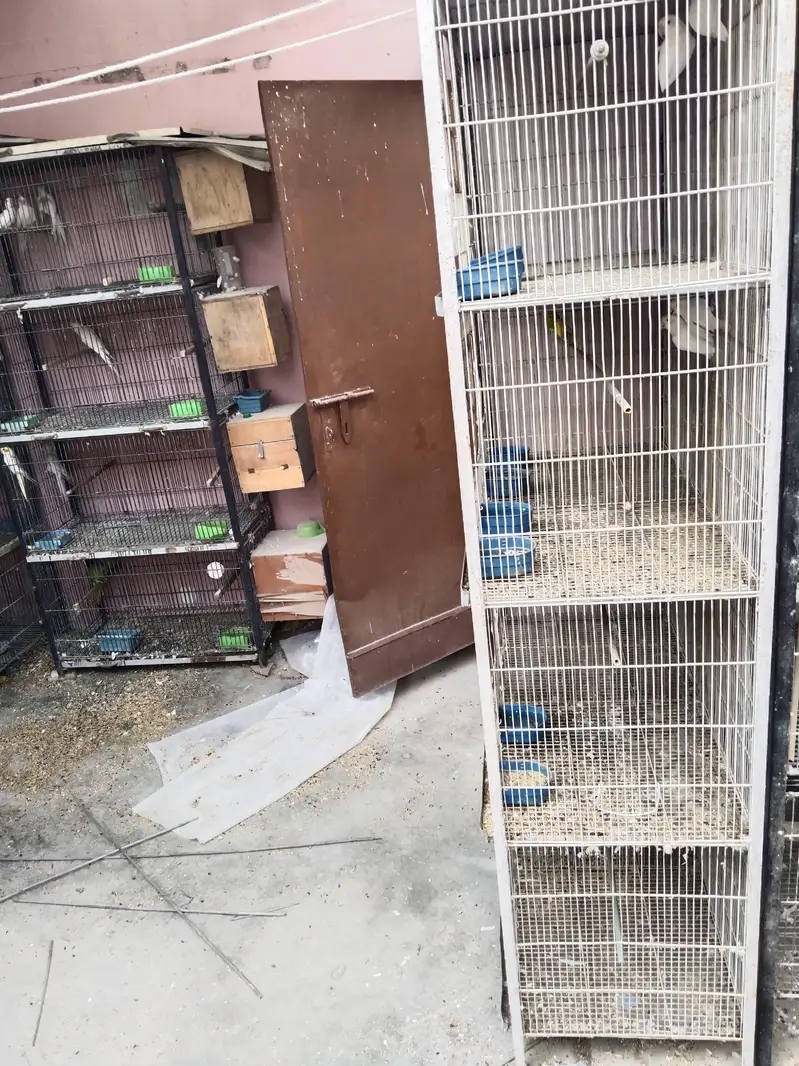 3 cages Hain 4 pair hai albino k ek pair 2000 ka ha urgent sale — photo 8
