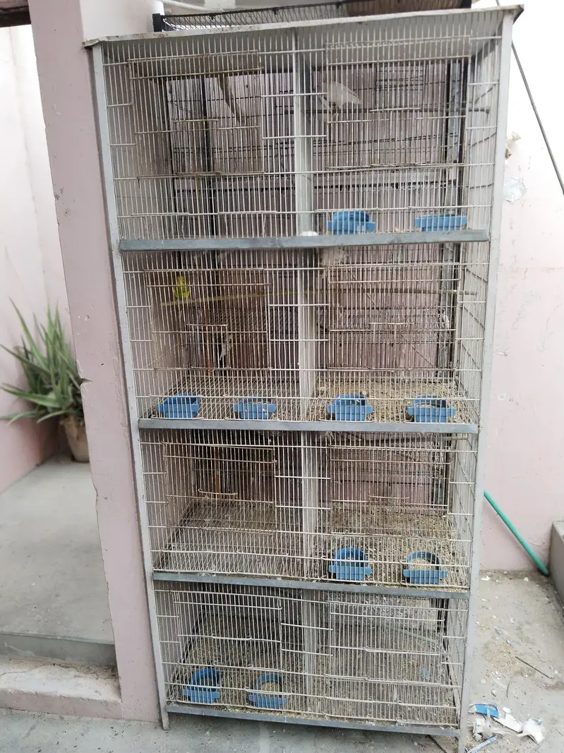3 cages Hain 4 pair hai albino k ek pair 2000 ka ha urgent sale — photo 9