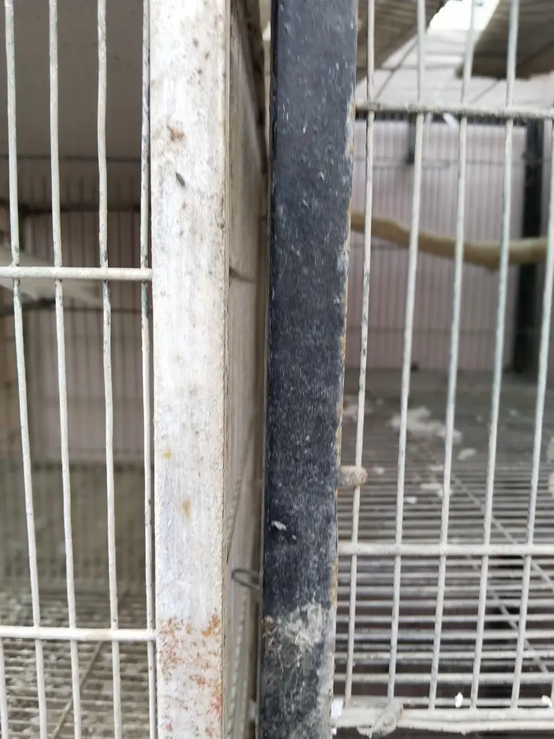 3 cages Hain 4 pair hai albino k ek pair 2000 ka ha urgent sale — photo 10