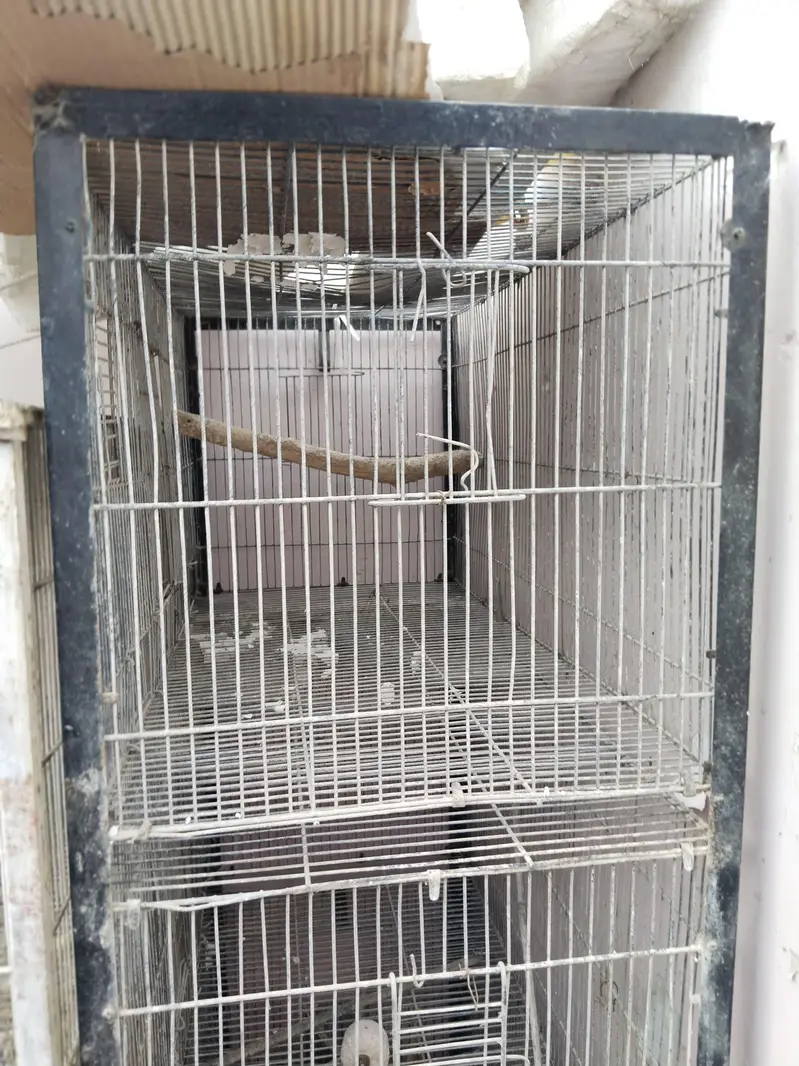 3 cages Hain 4 pair hai albino k ek pair 2000 ka ha urgent sale — photo 11