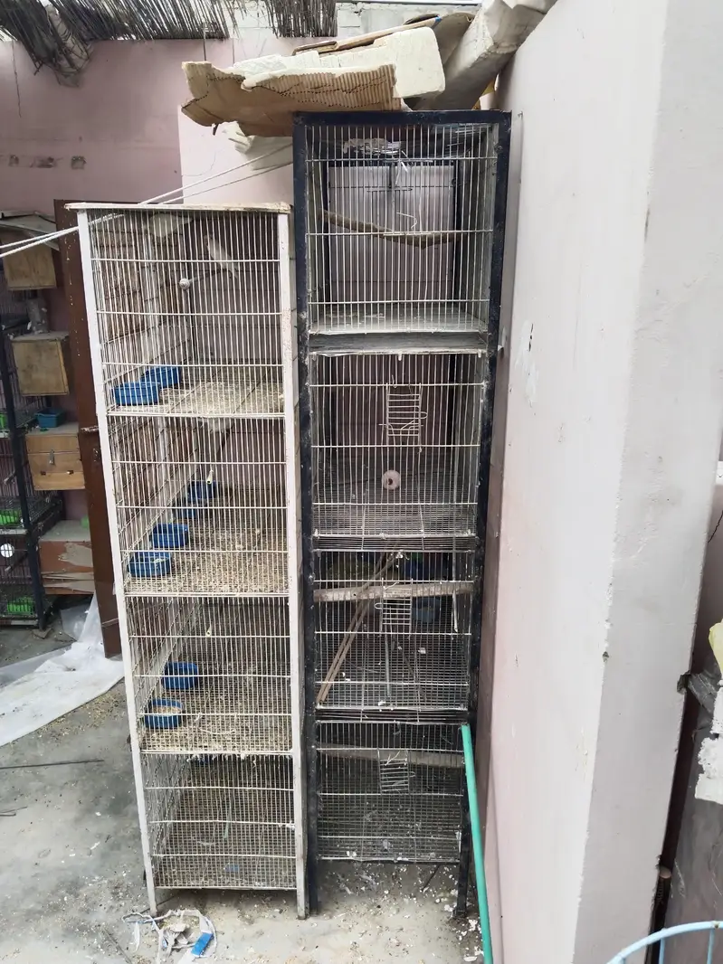 3 cages Hain 4 pair hai albino k ek pair 2000 ka ha urgent sale — photo 12