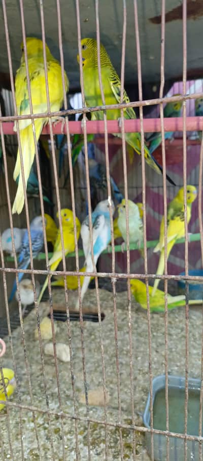 all budgies pair for sell in reasonable price