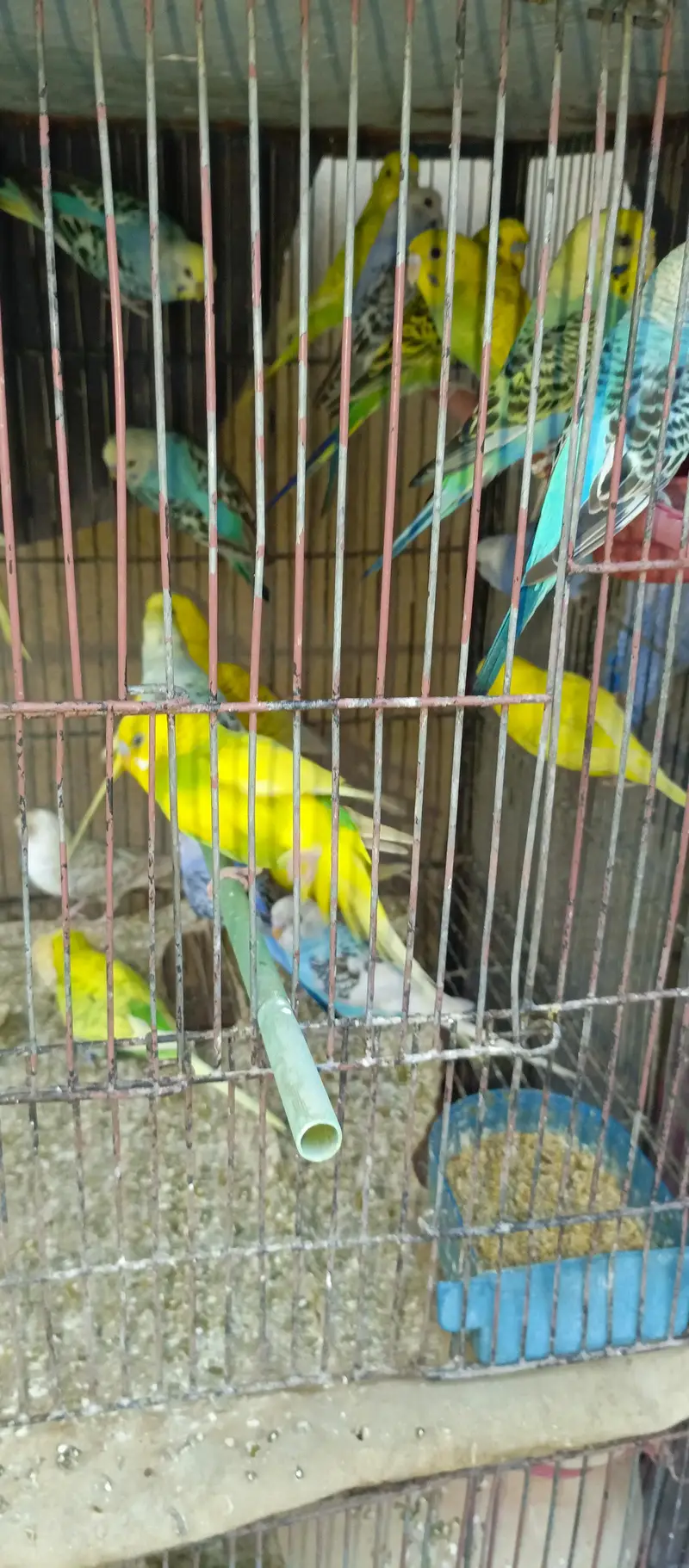 all budgies pair for sell in reasonable price — photo 2