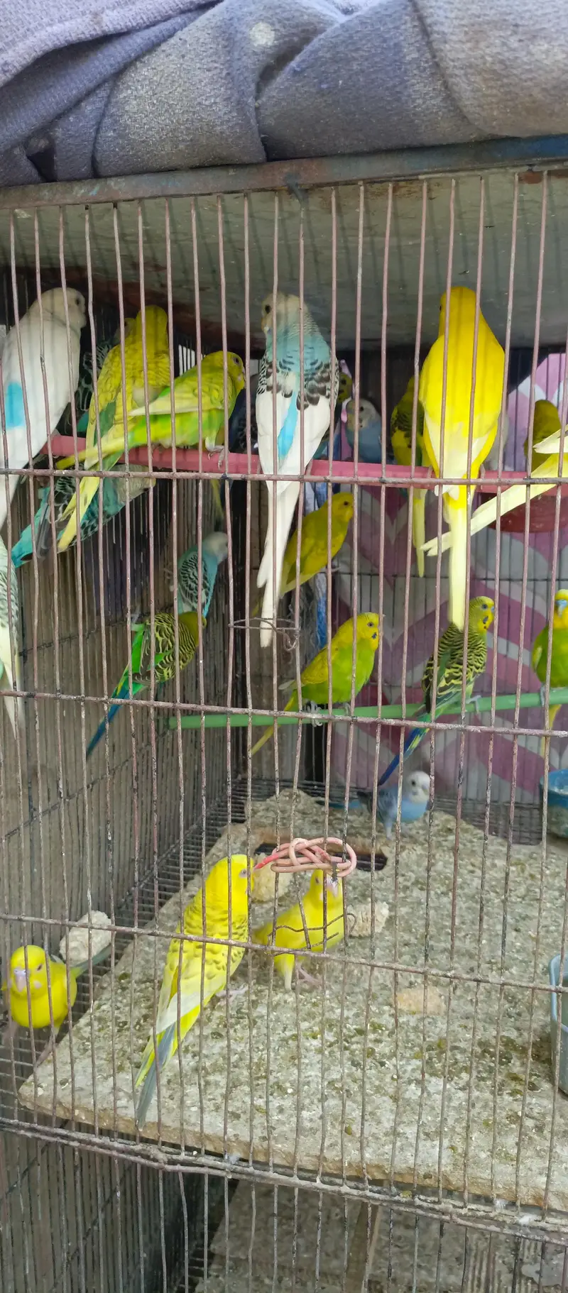 all budgies pair for sell in reasonable price — photo 3