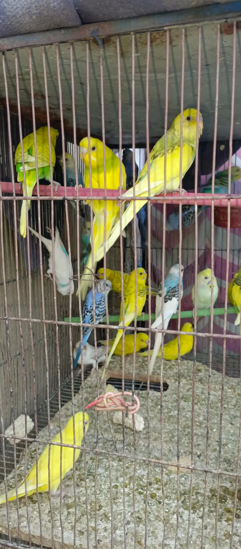 all budgies pair for sell in reasonable price — photo 4