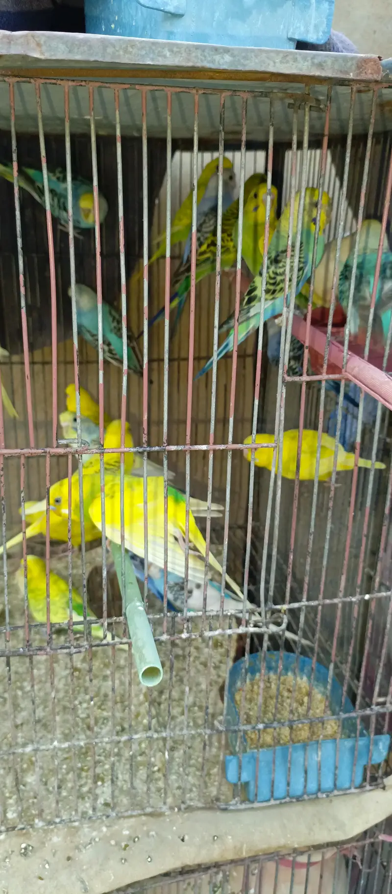 all budgies pair for sell in reasonable price — photo 5