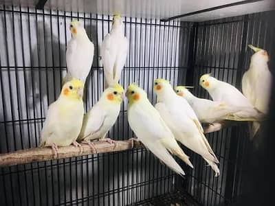 common white Eno cocktails pair Breeder For sale