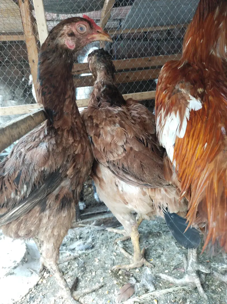 3 aseel murghe or 2 aseel murghe 2 gulden buf murghe — photo 2