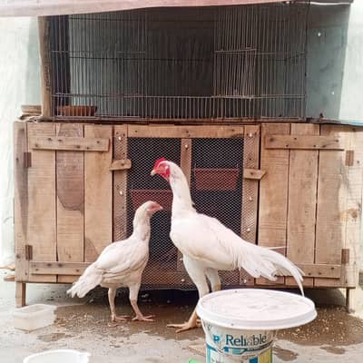 Aseel Heera pair 